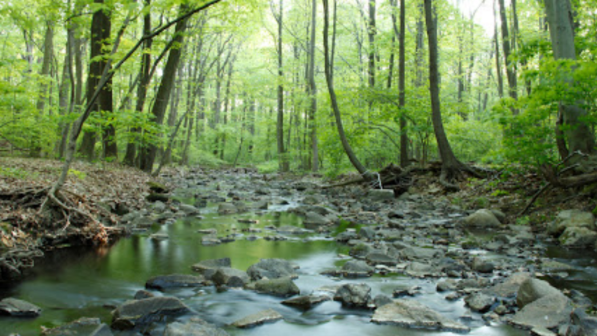 Stream at the Flat Rock Brook Nature Center Englewood, NJ